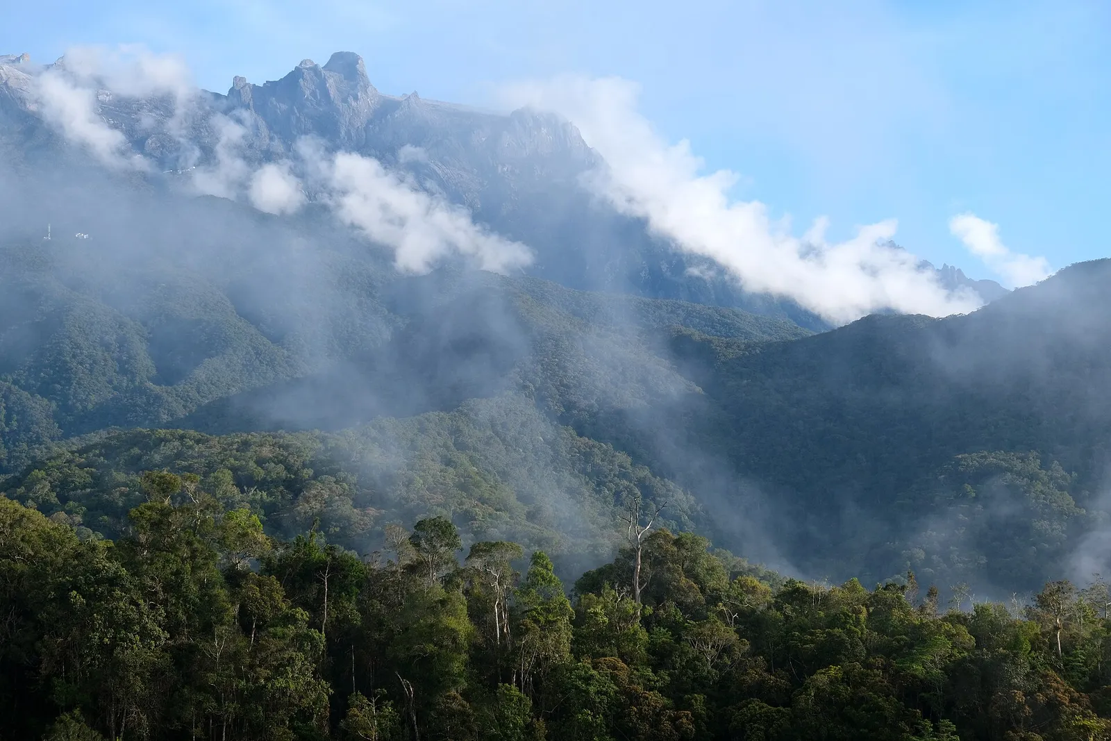 Mist rising over montane forest below Mount Kinabalu, Kinabalu Park